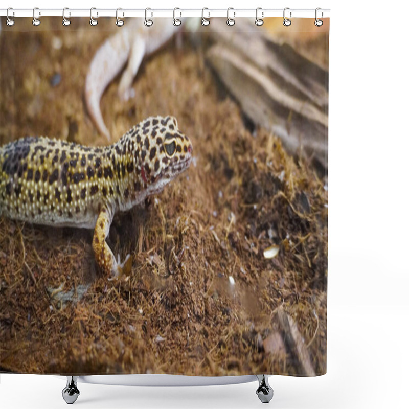 Personality  Close-up Of A Leopard Gecko, A Popular Exotic Pet With Vibrant, Spotted Skin, Scales, And Unique Colors. This Nocturnal Reptile Thrives In Desert Habitats, Showcasing Natural Camouflage And Predator Instincts. Shower Curtains