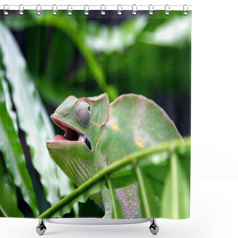 Personality  Chameleon Camouflages Itself In The Midst Of The Green Leaves An Shower Curtains