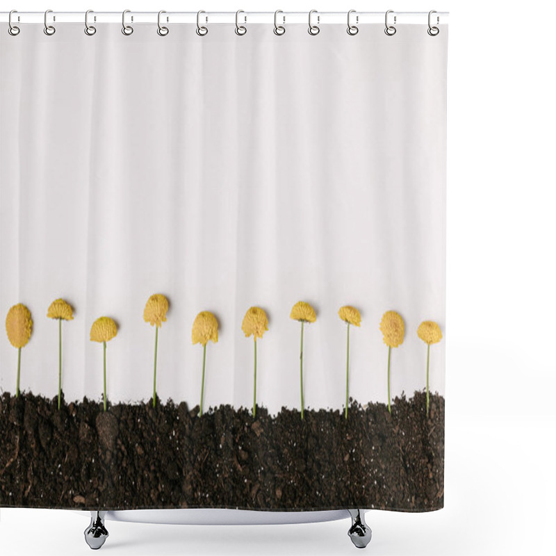 Personality  Top View Of Yellow Chrysanthemum Flowers In Ground Isolated On White Shower Curtains