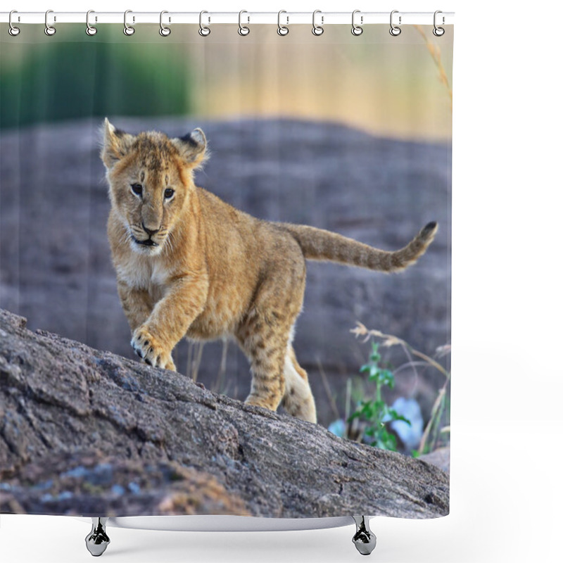 Personality  Lion Masai Mara Shower Curtains