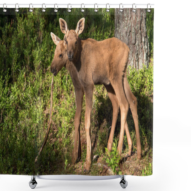 Personality  Mammals - Young Moose Alces Shower Curtains