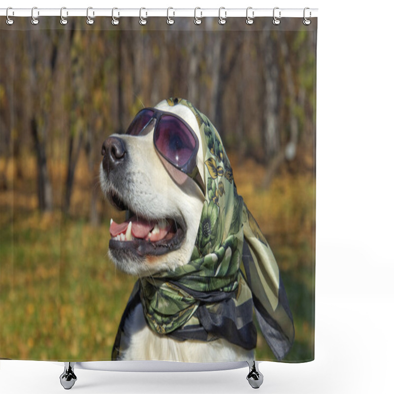 Personality  Very Fashionable Dog. Golden Retriever In A Silk Scarf And Sunglasses. Shower Curtains