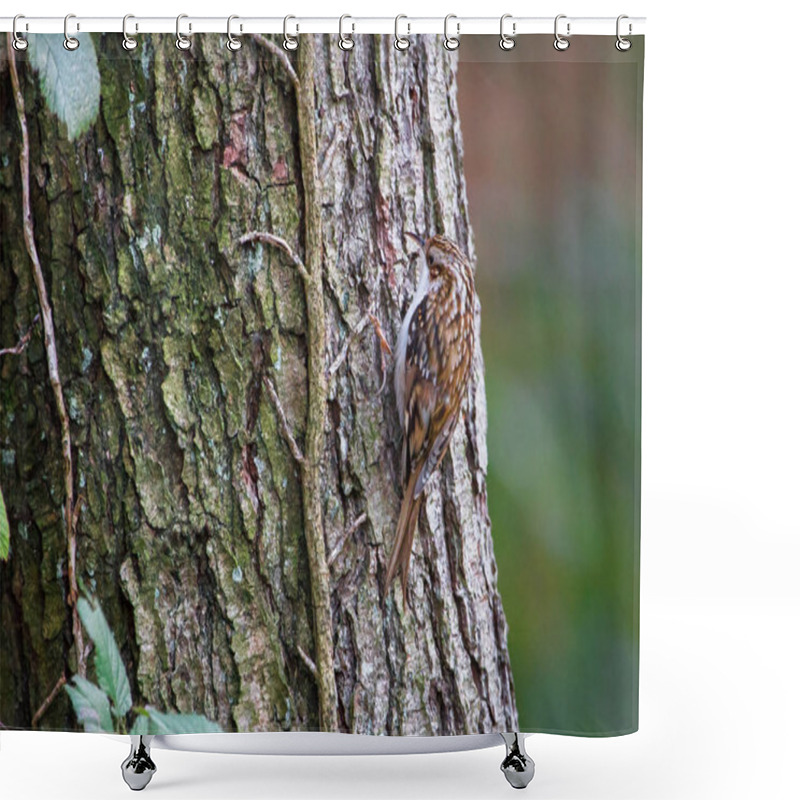 Personality  Common Treecreeper (Certhia Familiaris) Shower Curtains