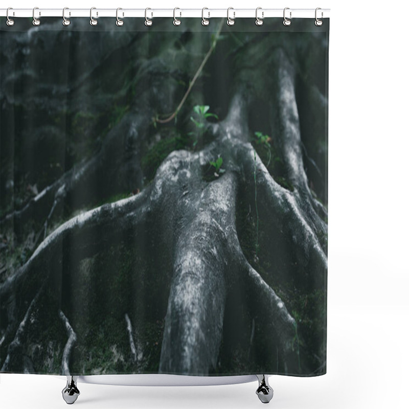 Personality  Dramatic Close-up Shot Of Tree Roots In Forest Shower Curtains