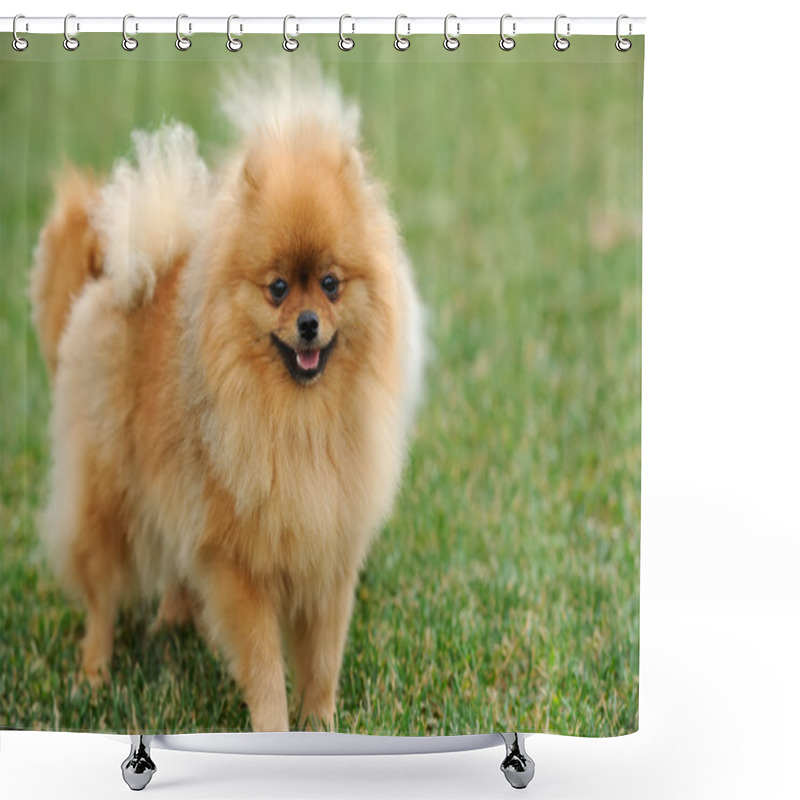 Personality  Brown Pomeranian Dog Shower Curtains