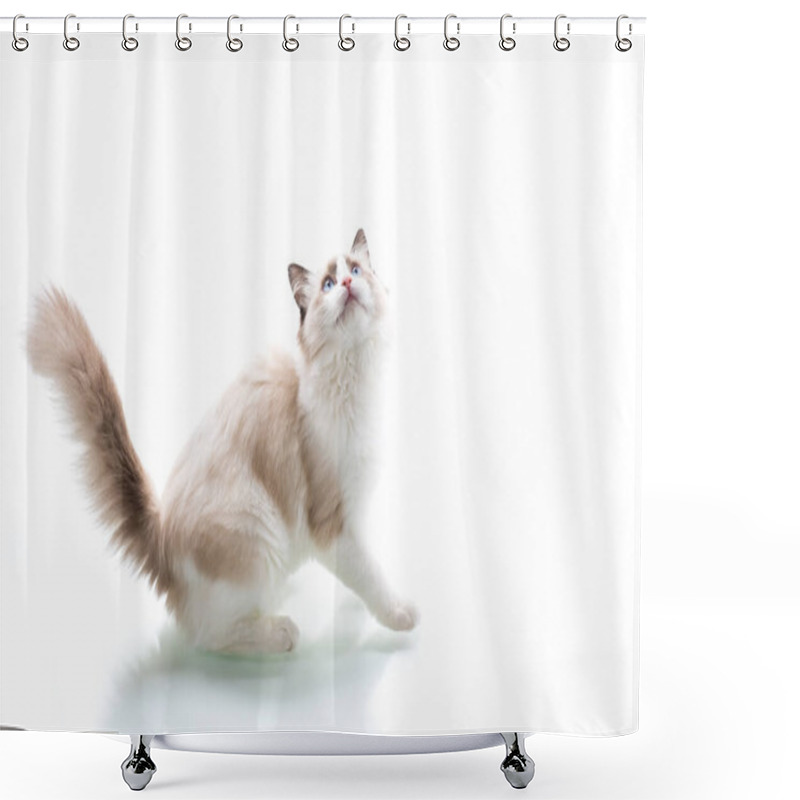 Personality  Young Beautiful Ragdoll Cat Isolated On White Background Shower Curtains