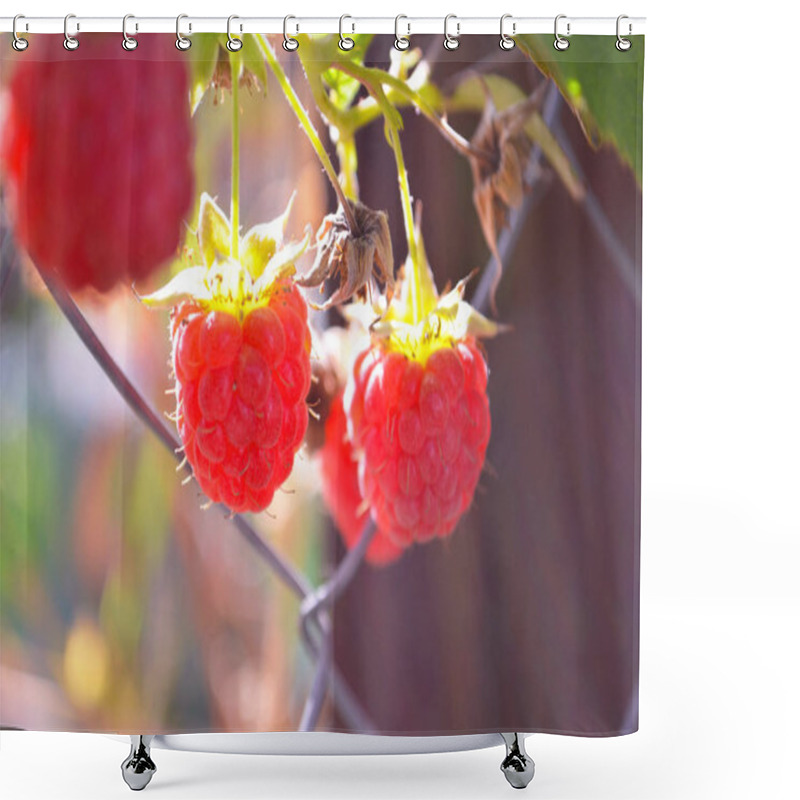 Personality  Raspberries Ripen On The Bush. Home Without Chemicals And Additives. Eco Raspberries. Red Raspberry Ripened On A Branch With Leaves. Ripe Red Raspberry Berries In Nature. Raspberry Branch With Berries Shower Curtains