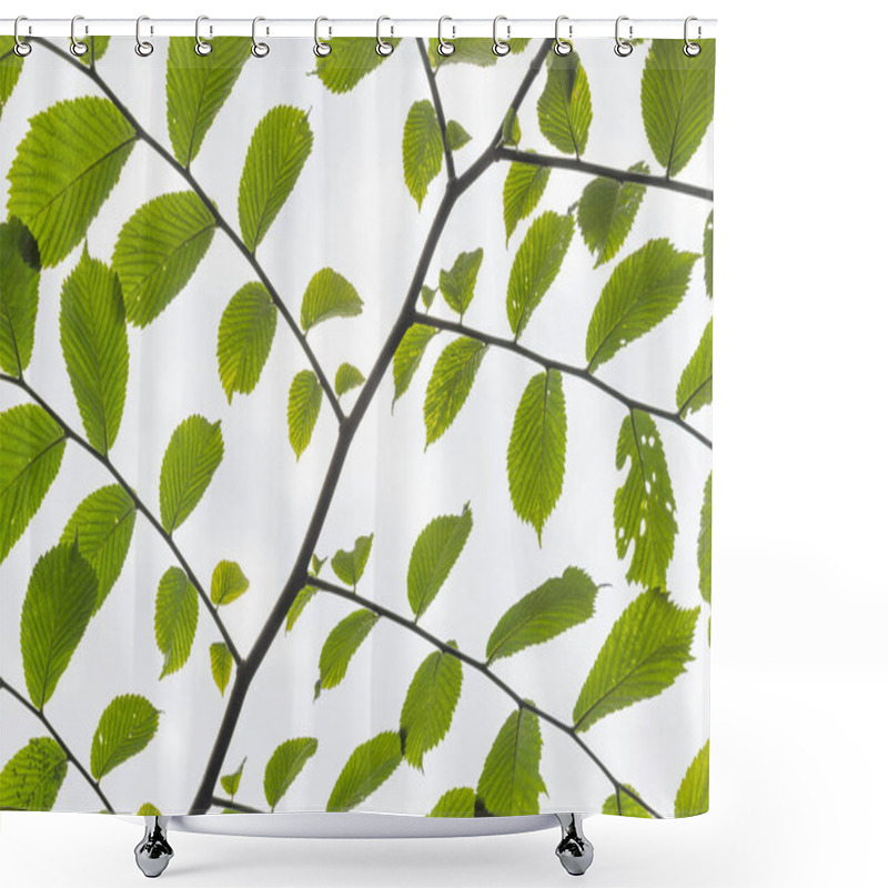 Personality  Vibrant Green Leaves Illuminated Against A Bright Sky. Shower Curtains