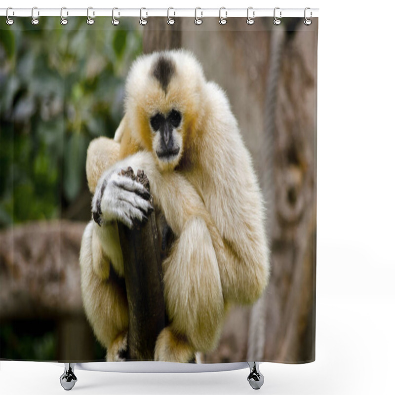 Personality  White Cheeked Gibbon Shower Curtains