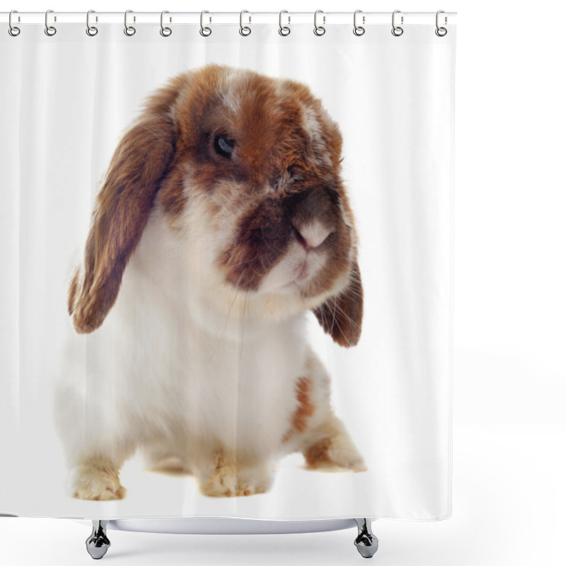 Personality  Lop Rabbit Shower Curtains