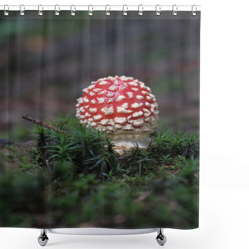 Personality  Red And White Fly Agaric In The Forest, Among Green Grass. Poisonous And Hallucinogenic Mushrooms, Forest Floor, Small World. Shower Curtains