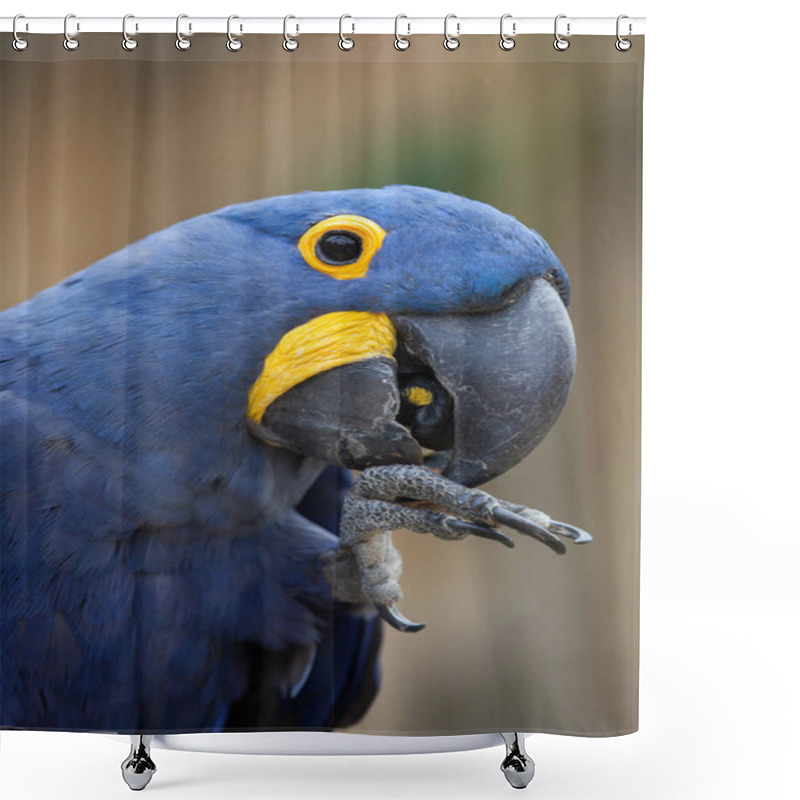 Personality  Hyacinth Macaw (Anodorhynchus Hyacinthinus). Shower Curtains