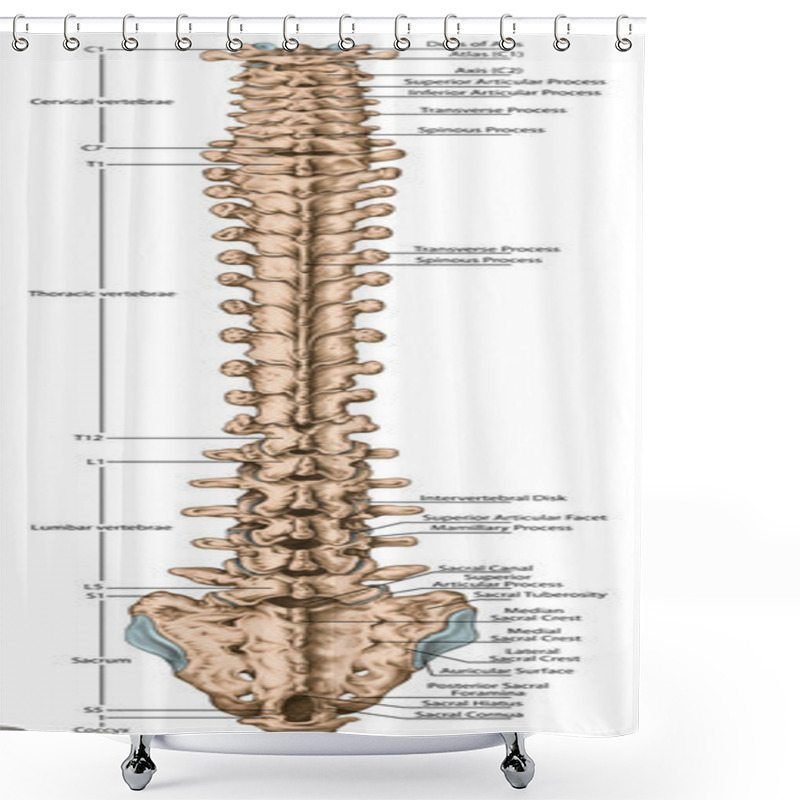 Personality  Didactic Board, Anatomy Of Human Bony System, Human Skeletal System, Spine, The Bony Spinal Column, Columna Vertebralis, Vertebral Column, Vertebral Bones, Trunk Wall, Anatomical Body, Posterior View Shower Curtains