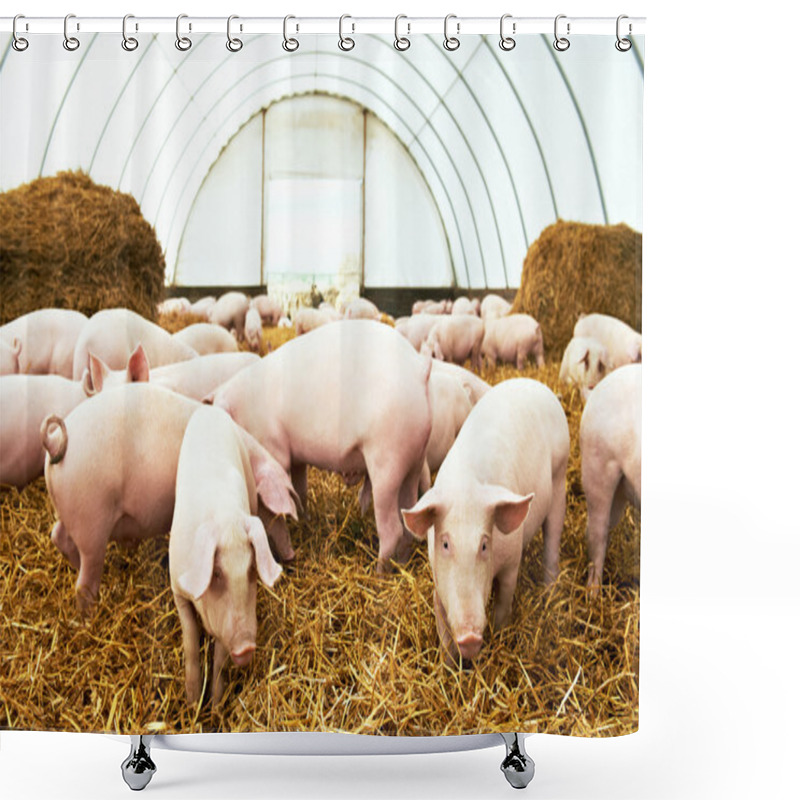 Personality  Herd Of Young Piglet At Pig Breeding Farm Shower Curtains