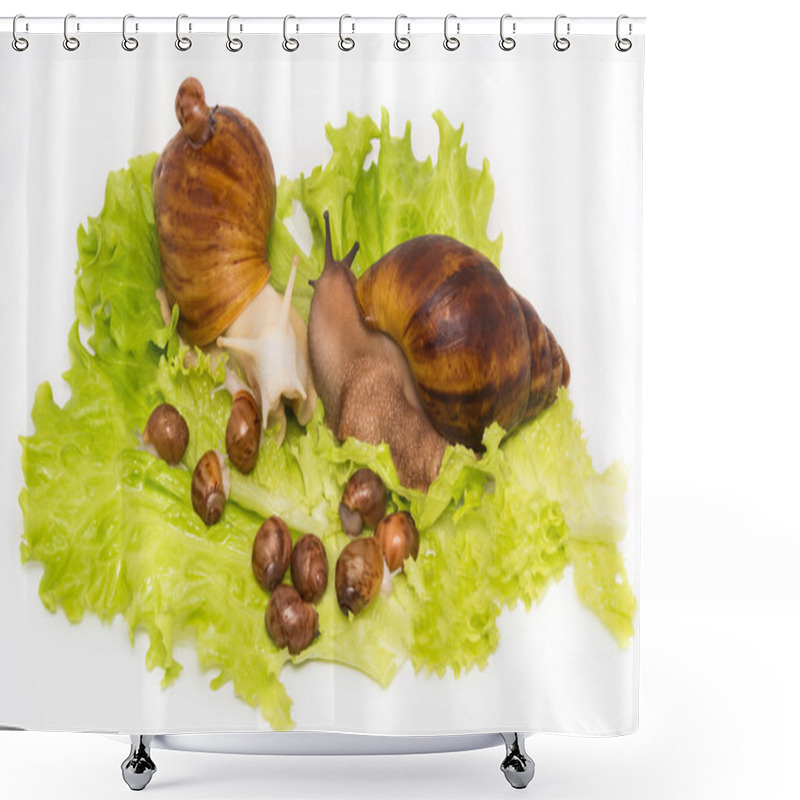 Personality  Pretty Little New-born Snails With Parents On Lettuce Shower Curtains