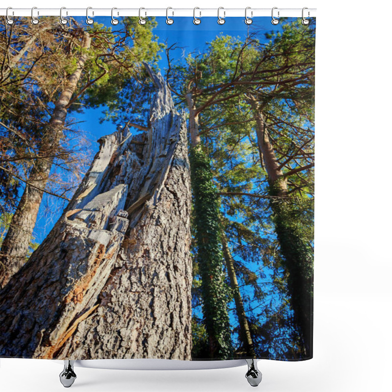 Personality  Reforestation Or Reafforestation In A Forest, Tree Planting And Growing Shower Curtains