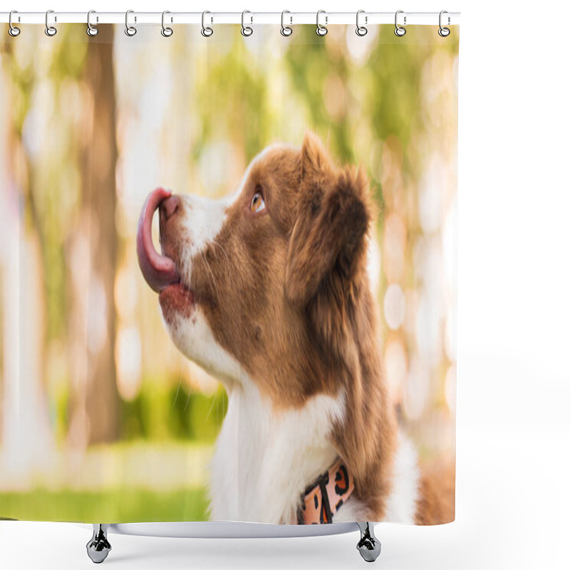 Personality  Miniature American Shepherd Dog Portrait. Cute Dog In Summer Shower Curtains