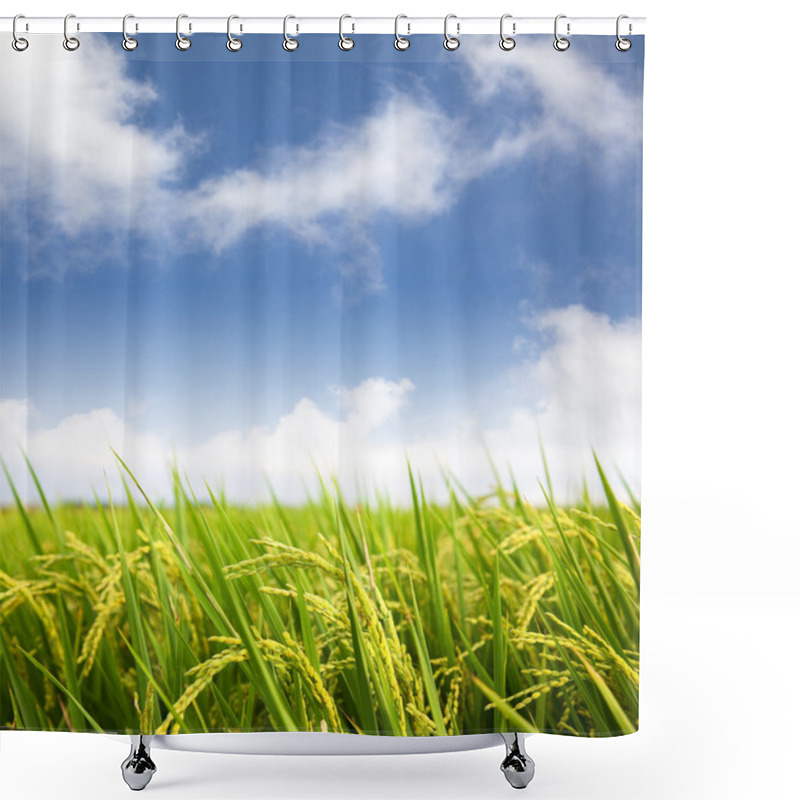 Personality  Paddy Rice Field With Cloud Background Shower Curtains