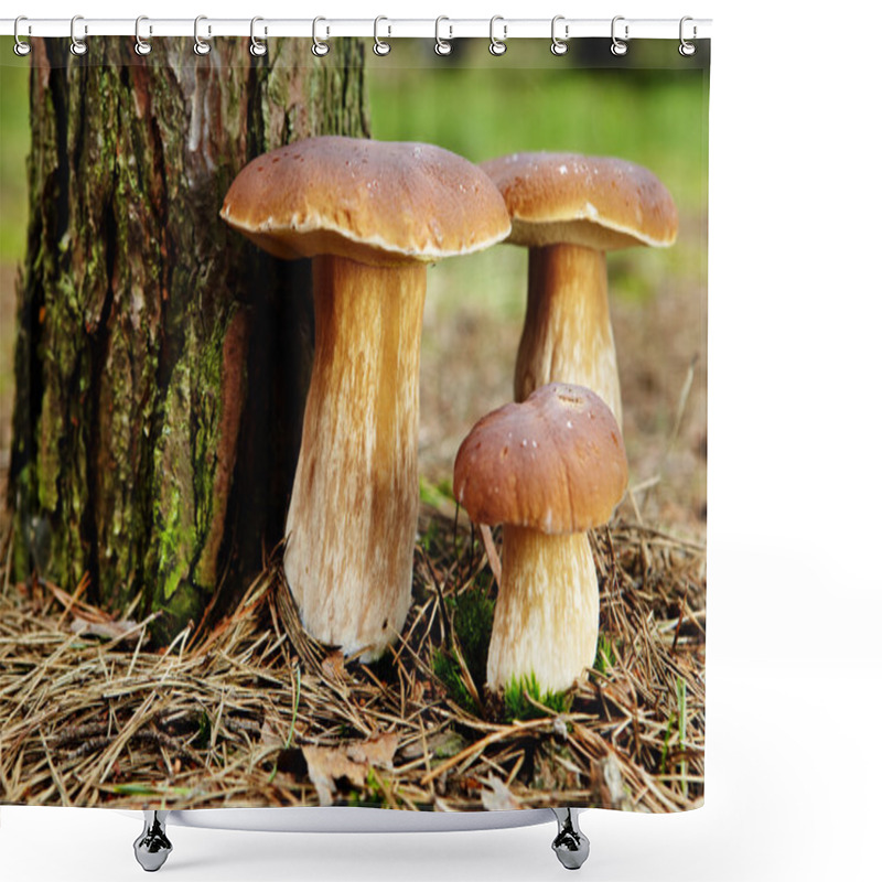 Personality  Boletus Mushroom In The Forest With Sun Light Shower Curtains