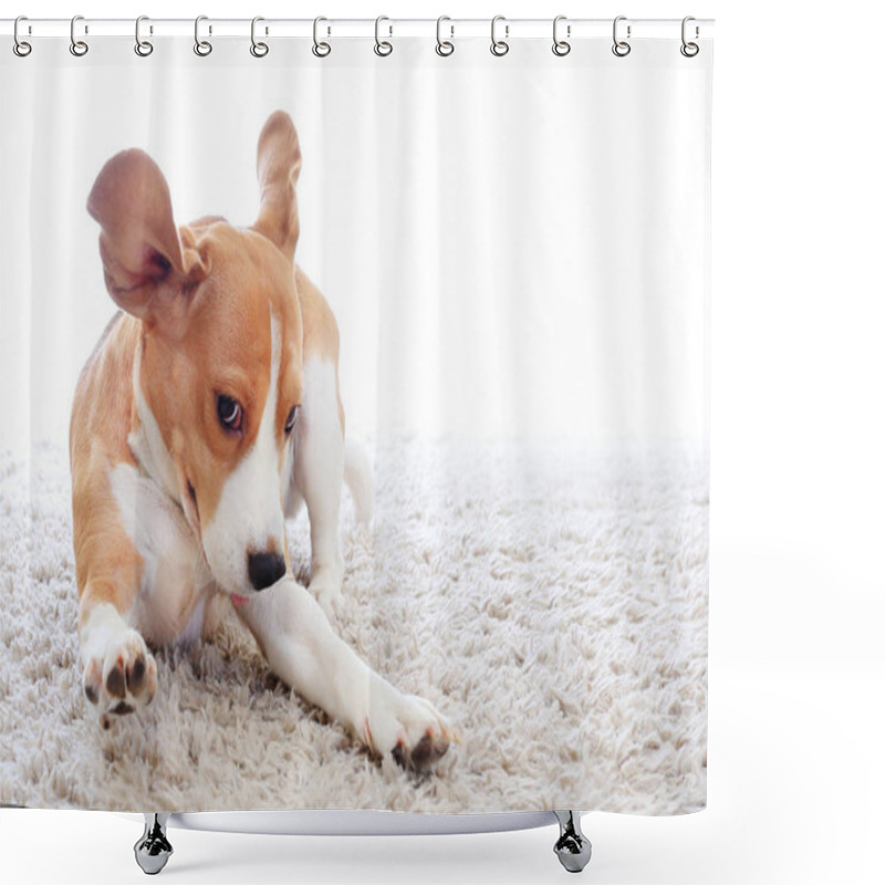 Personality  Funny Dog On Carpet Shower Curtains