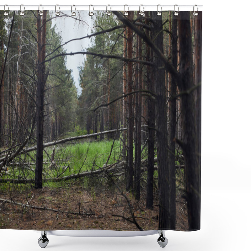 Personality  Pine Forest With Fallen Trees And Green Meadow Shower Curtains