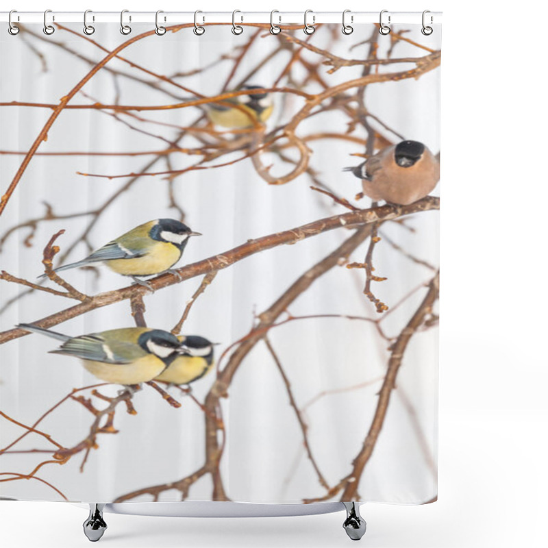 Personality  Birds Sitting On Branches In The Winter Shower Curtains