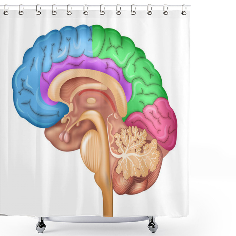 Personality  Human Brain Lobes Shower Curtains