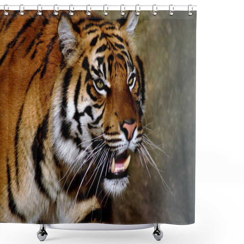 Personality  Wild Tiger, Feline Predator Shower Curtains