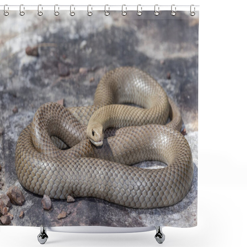 Personality  Australian Highly Venomous Eastern Brown Snake Shower Curtains