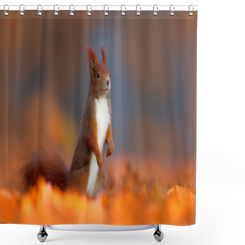 Personality  Cute Squirrel With Long Pointed Ears  Shower Curtains