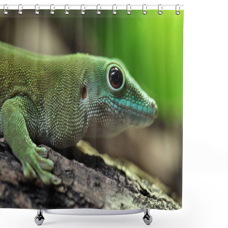 Personality  Wild Koch's Giant Day Gecko Shower Curtains