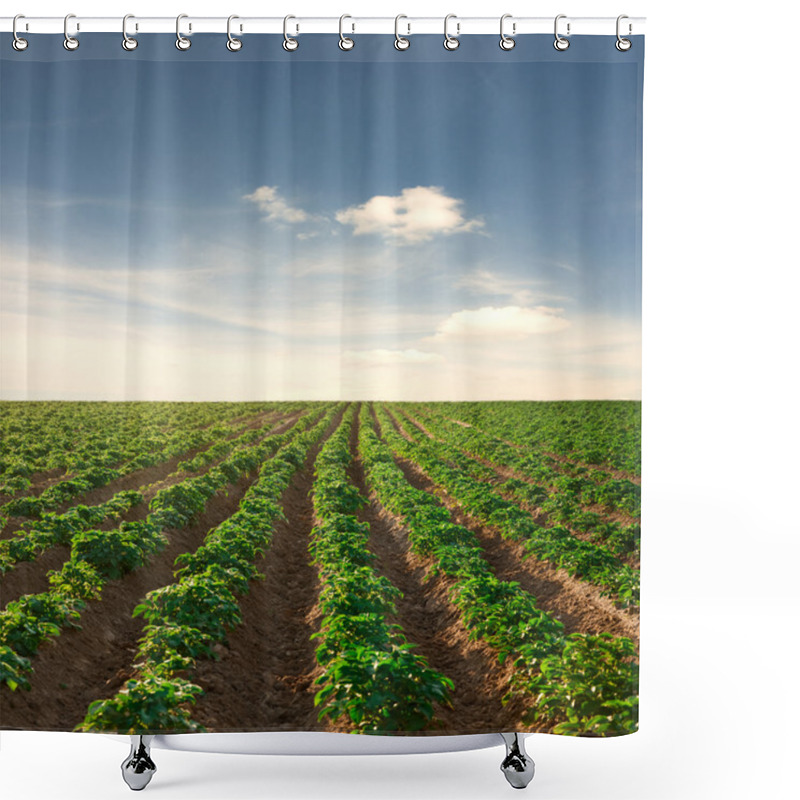 Personality  Potato Field On A Sunset Under Blue Sky Shower Curtains