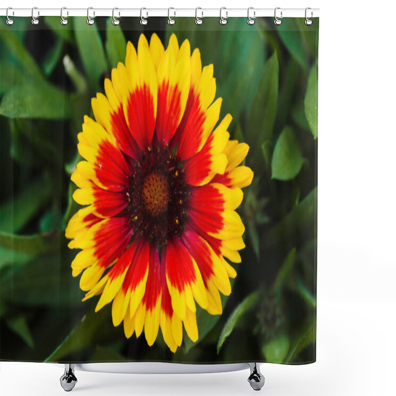 Personality  Red - Yellow Beautiful Flower Close-up (Gaillardia). Shower Curtains