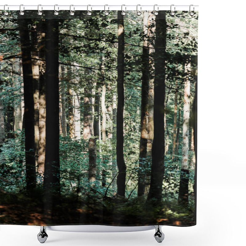 Personality  Shadows On Trees With Green Leaves In Forest  Shower Curtains