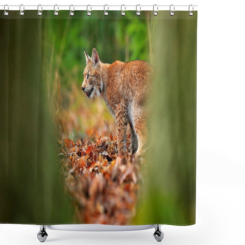 Personality  Lynx In The Forest. Walking Eurasian Wild Cat Between The Tress, Green In Background. Wild Cat In Nature Habitat, Czech, Europe. Lynx In The Orange Autumn Leaves. Wildlife Scene From Europe. Shower Curtains