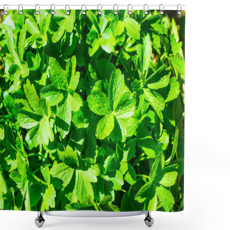 Personality  Close Up On Geranium Renardii Green Leafs UK Shower Curtains