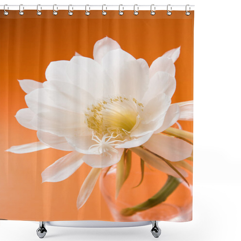 Personality  Saussurea Obvallata / Brahma Kamal Flower Or White Lotus, It Is Native To The Himalayas And Uttarakhand, India, Isolated Shower Curtains