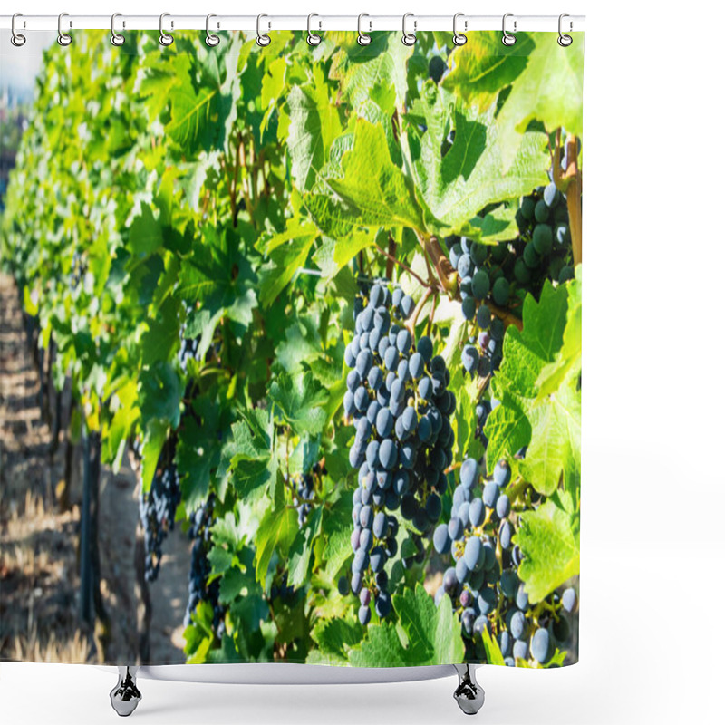 Personality  Big Bunche Of Red Wine Grapes In Sunny Weather On The Vineyard. Summer Harvest For Nature Background. Shower Curtains