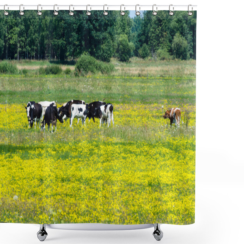 Personality  Cows Grazing On Yellow Blooming Meadow Shower Curtains