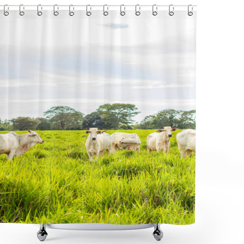 Personality  A Small Herd Of White Cattle In A Cool Green Pasture On A Sunless Day. Vertical Format. Shower Curtains