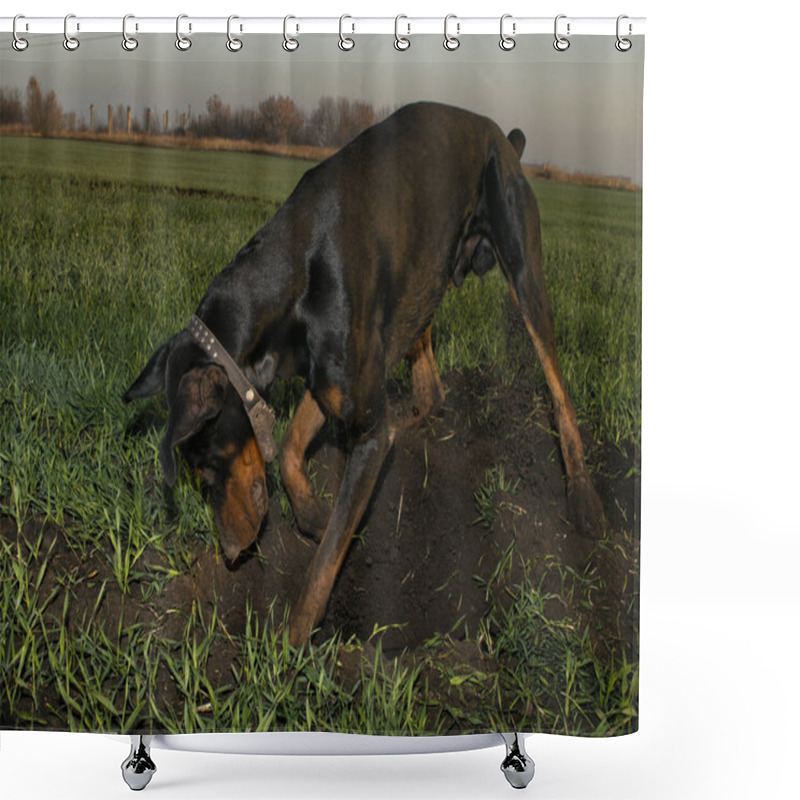 Personality  Doberman Dog Digs Hard Ground In Search Of A Rodent Mole Or Gopher Shower Curtains