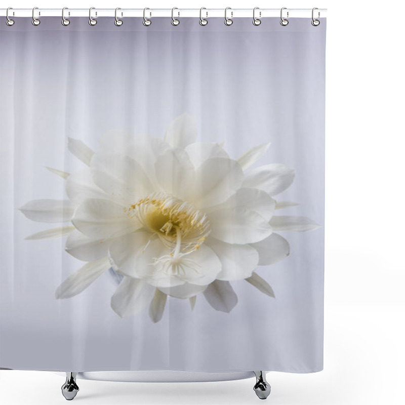 Personality  Saussurea Obvallata / Brahma Kamal Flower Or White Lotus, It Is Native To The Himalayas And Uttarakhand, India, Isolated Shower Curtains