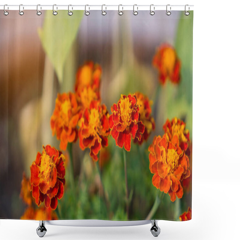 Personality  Orange Petals Of Fresh Marigold Is An Annaul Flowering Plant In Daisy Family, Native To Mexico And Guatamala Shower Curtains