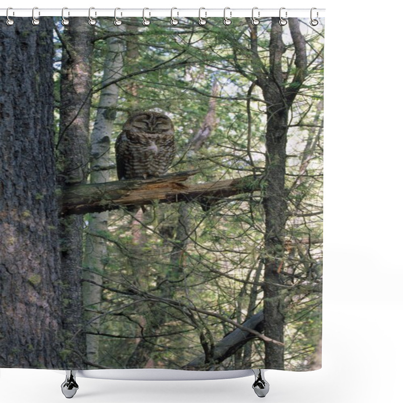 Personality  Mexican Spotted Owl Shower Curtains