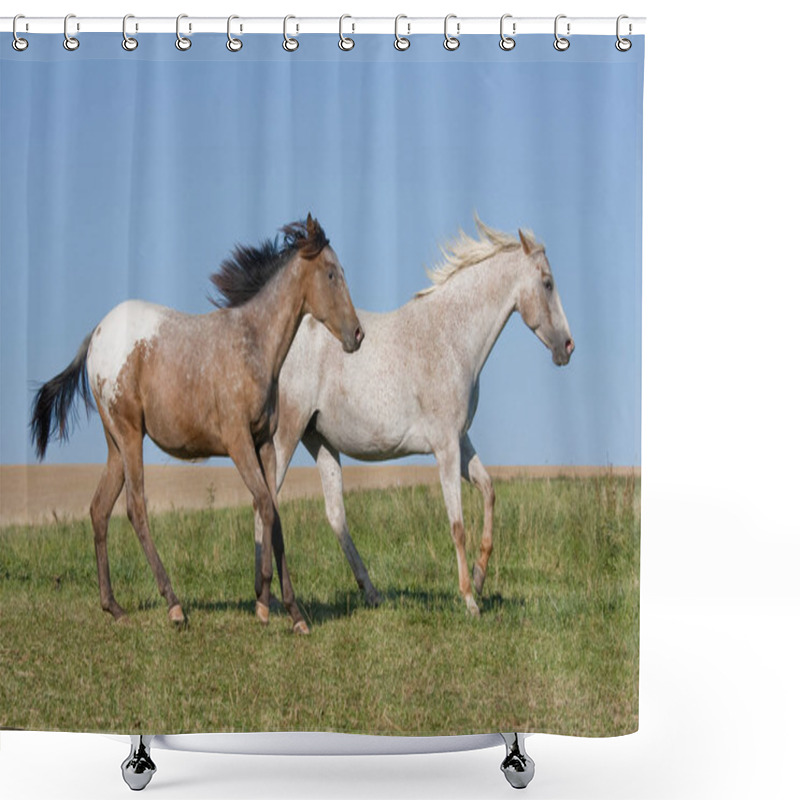 Personality  Two Beautiful Appaloosa Horses Running On Meadow Shower Curtains