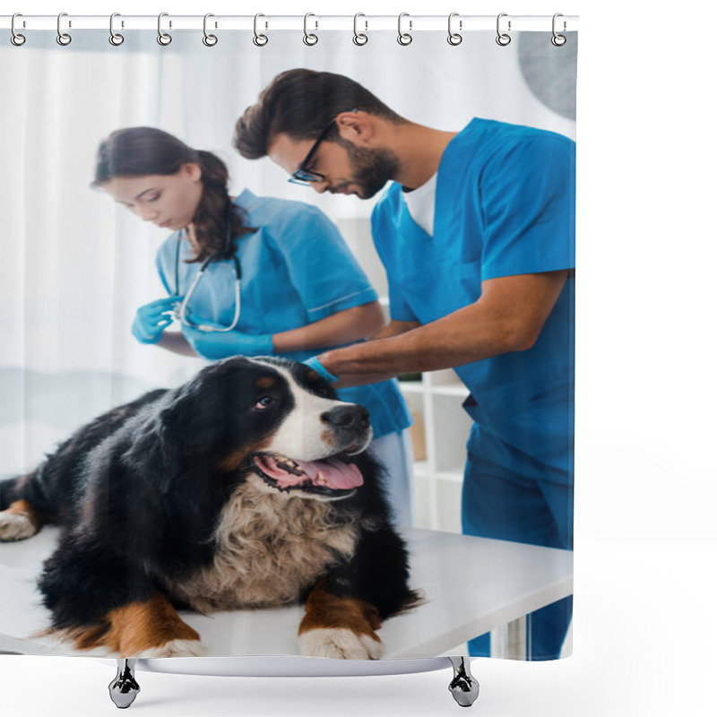 Personality  Selective Focus Of Attentive Veterinarian Examining Bernese Mountain Dog Near Colleague Shower Curtains