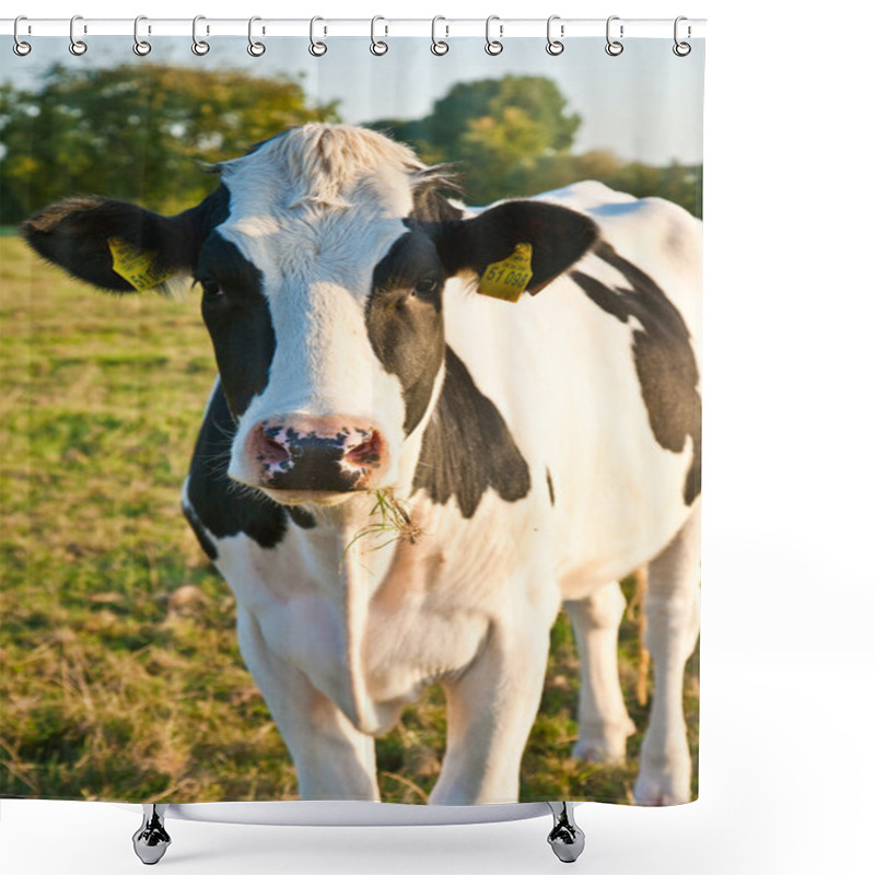 Personality  Cows At The Meadow Shower Curtains