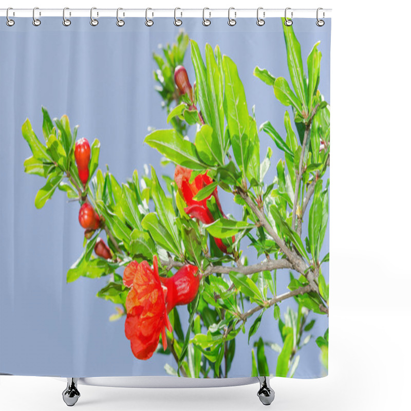 Personality  Branches Of Spring Blossomin Pomegranate Sunlit Red Flowers Shower Curtains