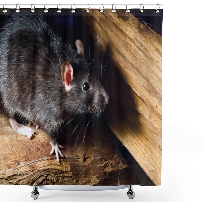 Personality  The Black Rat (Rattus Rattus), Also Known As Ship Rat, Roof Rat, Or House Rat. Shower Curtains