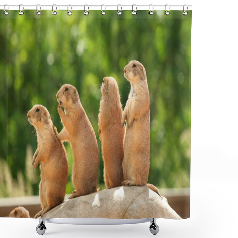 Personality  GRoup Of Prairie Dogs Standing On Top Of Rock Shower Curtains